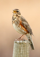 Redwing Turdus iliacus