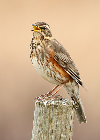 Redwing Turdus iliacus