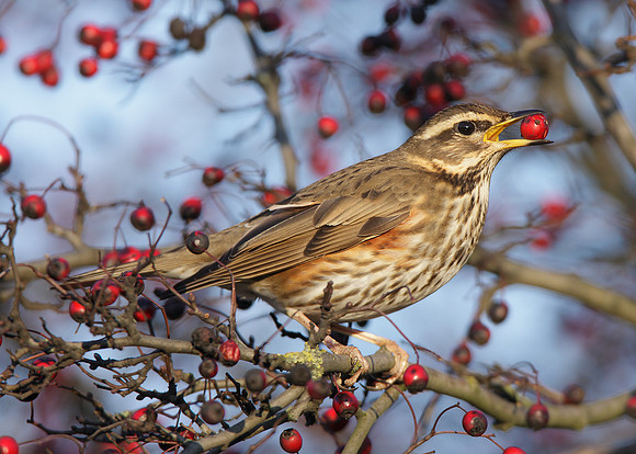 Redwing Turdus iliacus