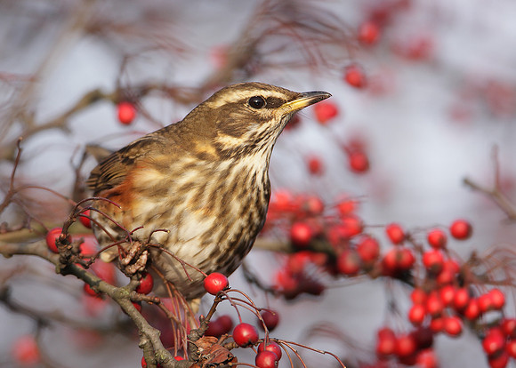 Redwing Turdus iliacus