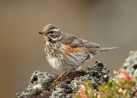Redwing Turdus iliacus