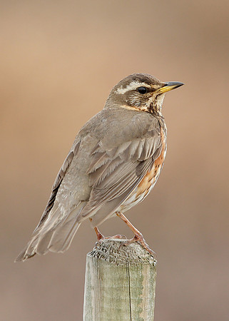 Redwing Turdus iliacus