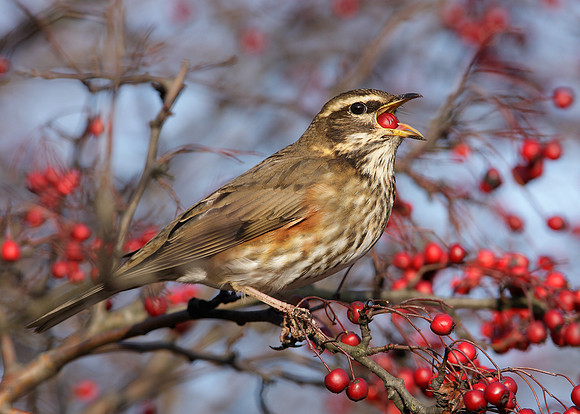 Redwing Turdus iliacus