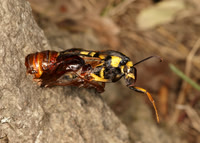 52.002 BF0370  Hornet Moth Sesia apiformis