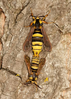 52.002 BF0370  Hornet Moth Sesia apiformis