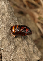 52.002 BF0370  Hornet Moth Sesia apiformis