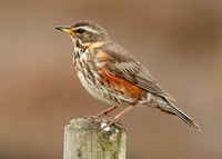 Redwing Turdus iliacus