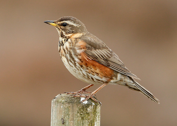 Redwing Turdus iliacus