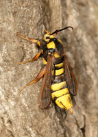 52.002 BF0370  Hornet Moth Sesia apiformis