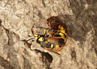 52.002 BF0370  Hornet Moth Sesia apiformis