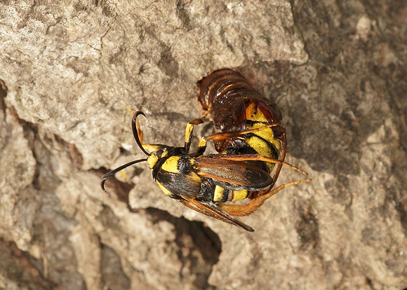 52.002 BF0370  Hornet Moth Sesia apiformis