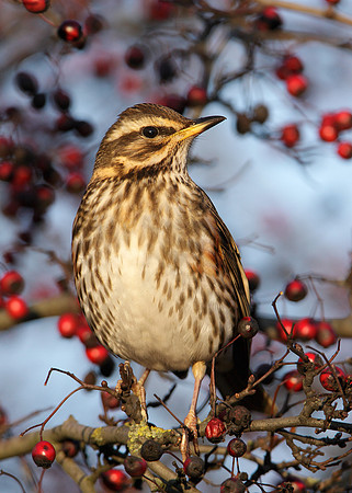 Redwing Turdus iliacus