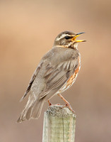 Redwing Turdus iliacus