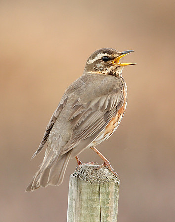 Redwing Turdus iliacus