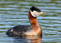 Red-necked Grebe Podiceps grisegna