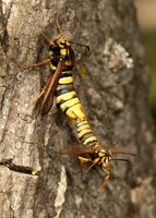 52.002 BF0370  Hornet Moth Sesia apiformis