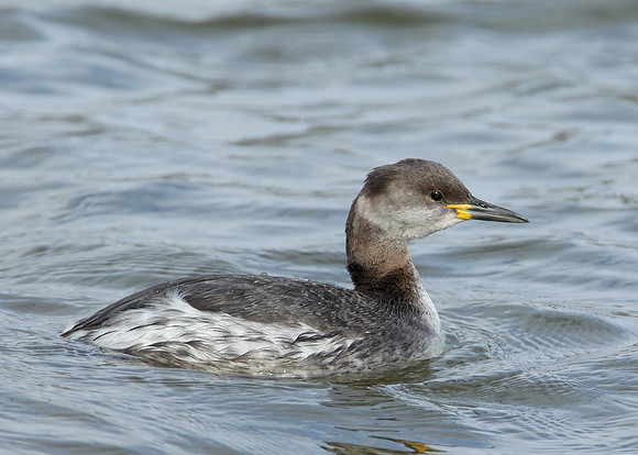 Red-necked Grebe Podiceps grisegna