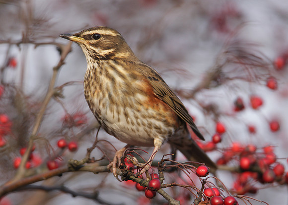 Redwing Turdus iliacus