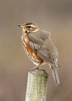 Redwing Turdus iliacus