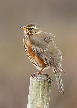 Redwing Turdus iliacus