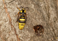 52.002 BF0370  Hornet Moth Sesia apiformis