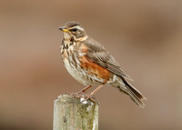 Redwing Turdus iliacus
