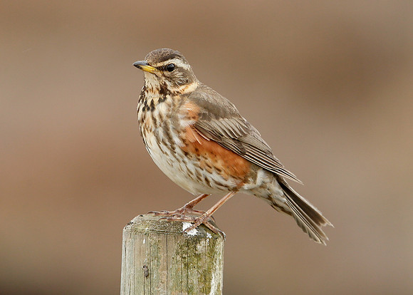 Redwing Turdus iliacus