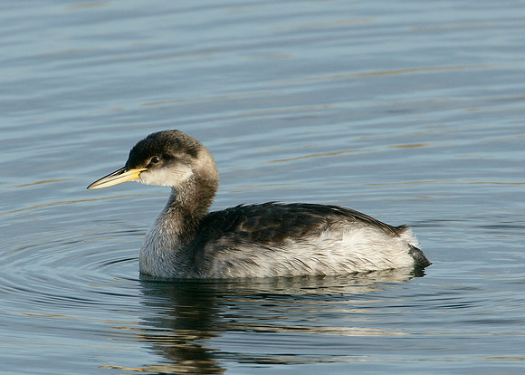 Red-necked Grebe Podiceps grisegna