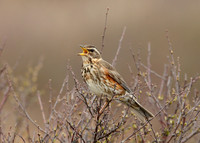 Redwing Turdus iliacus