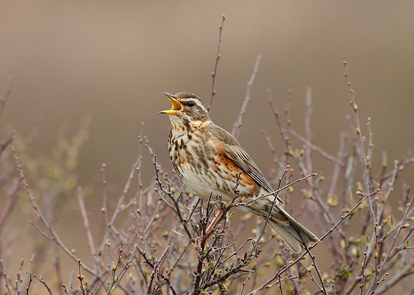 Redwing Turdus iliacus