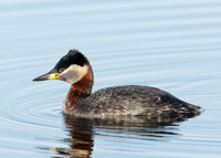 Red-necked Grebe Podiceps grisegna