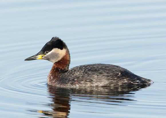 Red-necked Grebe Podiceps grisegna