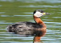 Red-necked Grebe Podiceps grisegna