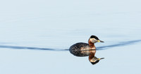 Red-necked Grebe Podiceps grisegna