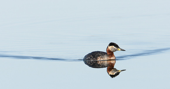 Red-necked Grebe Podiceps grisegna