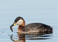 Red-necked Grebe Podiceps grisegna