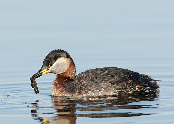 Red-necked Grebe Podiceps grisegna