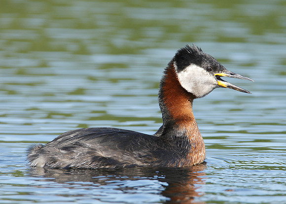 Red-necked Grebe Podiceps grisegna