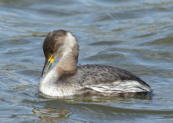 Red-necked Grebe Podiceps grisegna