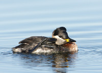 Red-necked Grebe Podiceps grisegna