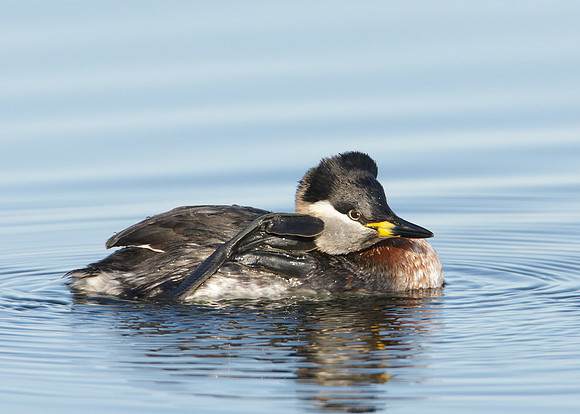 Red-necked Grebe Podiceps grisegna