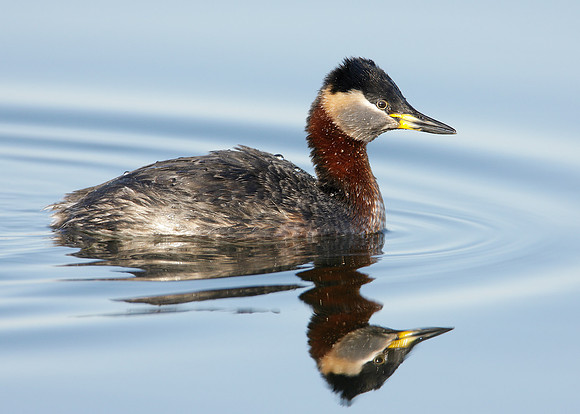 Red-necked Grebe Podiceps grisegna