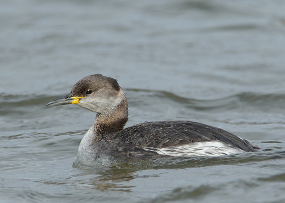 Red-necked Grebe Podiceps grisegna