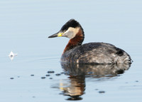 Red-necked Grebe Podiceps grisegna