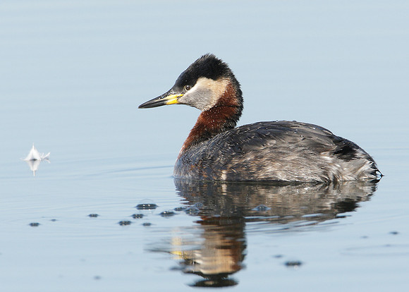 Red-necked Grebe Podiceps grisegna