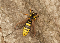52.002 BF0370  Hornet Moth Sesia apiformis
