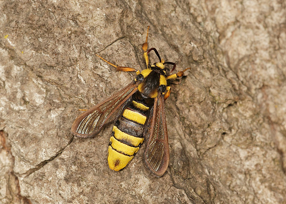 52.002 BF0370  Hornet Moth Sesia apiformis