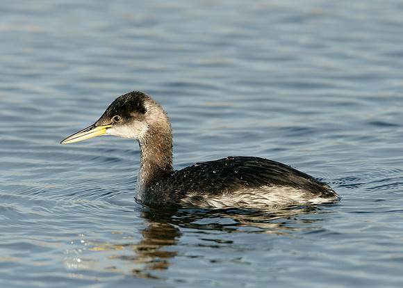 Red-necked Grebe Podiceps grisegna