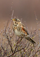 Redwing Turdus iliacus