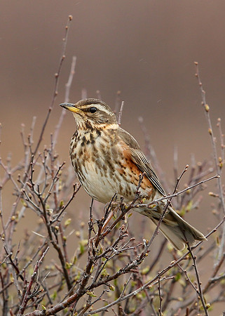 Redwing Turdus iliacus